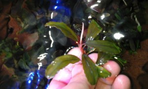 Bucephalandra sp. Shine Blue 2 aka Gigantic Shine Blue.jpg