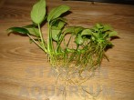 DSC01820.jpg