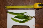 DSC_1209.JPG