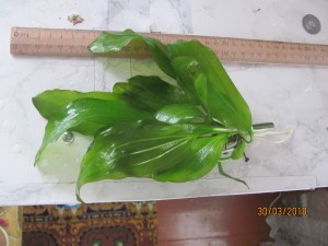 IMG_0183.JPG