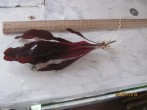 IMG_0184.JPG