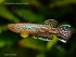 copy_171_copy_955_Fp_marmoratus_Mbonge_M_CRW_2528_1_640.jpg