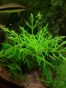 copy_429_IMG_20180316_155328.jpg