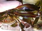 copy_476_IMG_20170123_154407.jpg