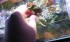 copy_659_Bucephalandra-sp.-Gost-Long-Leaf.jpg
