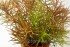 copy_702_copy_599_164-3.jpg