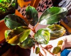 Bucephalandra Motleyana Semuntai-1.jpg