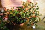 Bucephalandra sp. Kedagang.jpg