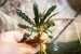 Bucephalandra sp. Palm Tree, Daerah Sanggau 1.jpg