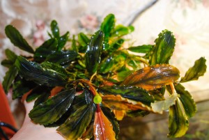 Bucephalandra sp. Silver Powder.jpg