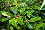 Bucephalandra sp. Sintang West Kalimantan (2).jpg