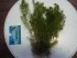 DSC07117.JPG