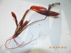 DSCN3270.JPG