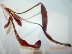DSCN3271.JPG