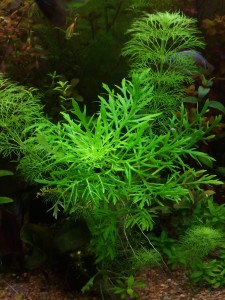 copy_557_IMG_20180403_183618.jpg