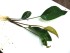 copy_579_copy_626_Nangi-1.jpg