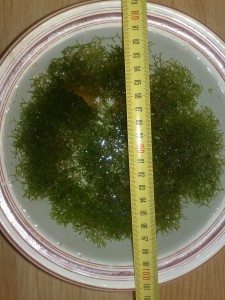 290420081885.jpg