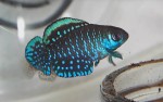Austrolebias_nigripinnis.jpg