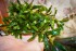 Bucephalandra sp. Kualakuayan-1.jpg
