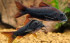 Corydoras-Black-Venezuela.jpg