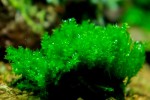 Districhphyllum Maibarae.jpg