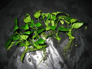 IMG_7699_.JPG