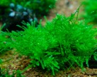 Mini Java moss.jpg