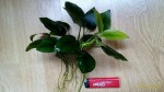 P_20180509_171216_1_p.jpg