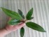 copy_121_copy_326_Hastifolia-x-stripe2.jpg