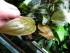 copy_147_copy_164_copy_115_copy_485_copy_192_meebolda1.jpg