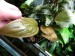 copy_147_copy_164_copy_115_copy_485_copy_192_meebolda1.jpg