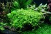copy_174_copy_944_copy_75_copy_155_Хемиантус-микрантемоидес.jpg