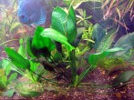 copy_210_Echinodorus-opacus-from-Uruguay-1.jpg