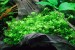 copy_262_copy_746_copy_800_copy_620_hemianthus_micranthemoides1.jpg