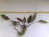 copy_458_100420081871.jpg