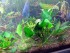 copy_714_Echinodorus-opacus-from-Uruguay-2.jpg