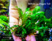 copy_801_copy_520_Bolbitis-sp.-Dragon-Tail_.jpg