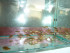 copy_885_copy_798_copy_17_P1050710.jpg
