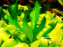 copy_967_copy_927_DSCN2718.jpg