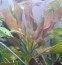 copy_989_copy_74_spidernet2.jpg