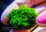 Electric moss.jpg