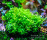 Electric moss1.jpg