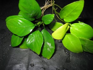 IMG_7776_.JPG