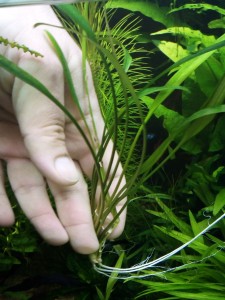 copy_148_cryptocoryne-lucens.jpg