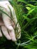 copy_148_cryptocoryne-lucens.jpg