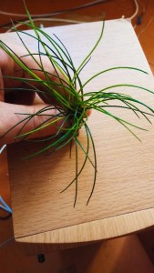 copy_329_IMG_20170929_080617.jpg