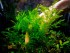 copy_340_copy_619_Giant-Willow-mos.jpg