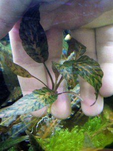 copy_526_Cryptocoryne-nurii-_Rosen-Maiden_.jpg