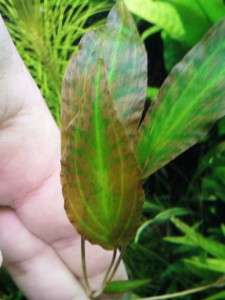 copy_614_Cryptocoryne-nurii-sp.-Luminous-green.jpg