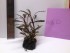 copy_776_IMG_5112.jpg